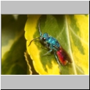 Chrysis ignita - Goldwespe 07a.jpg